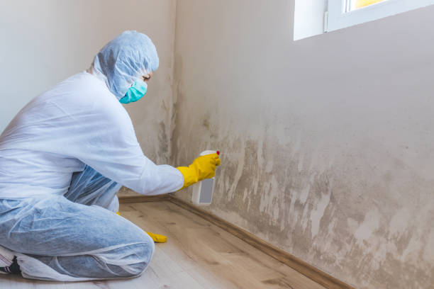 Licensed Mold Remediation service in Tyrone, GA - WQB Mold Removal